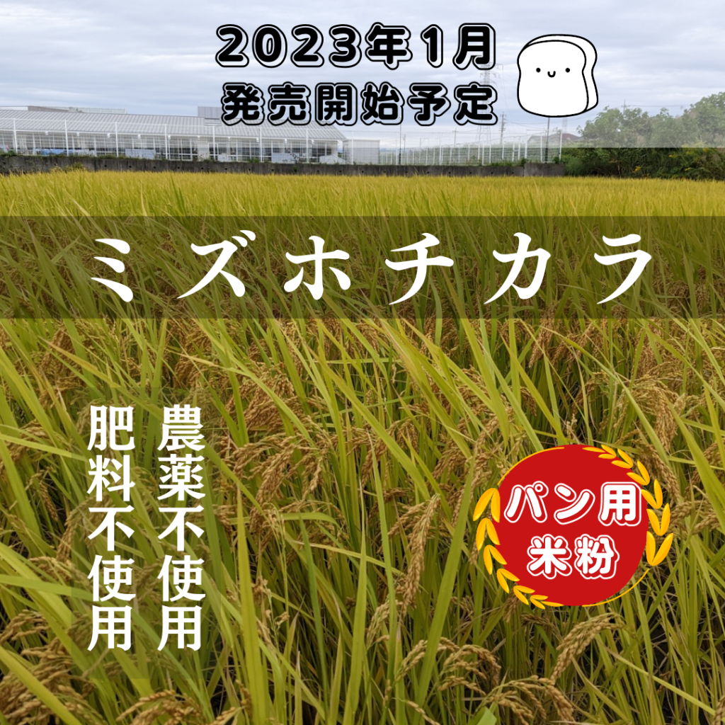 自然栽培 朝日米 20kg小袋×8 R4年 玄米 在来種 農薬不使用 肥料不使用 - 食品