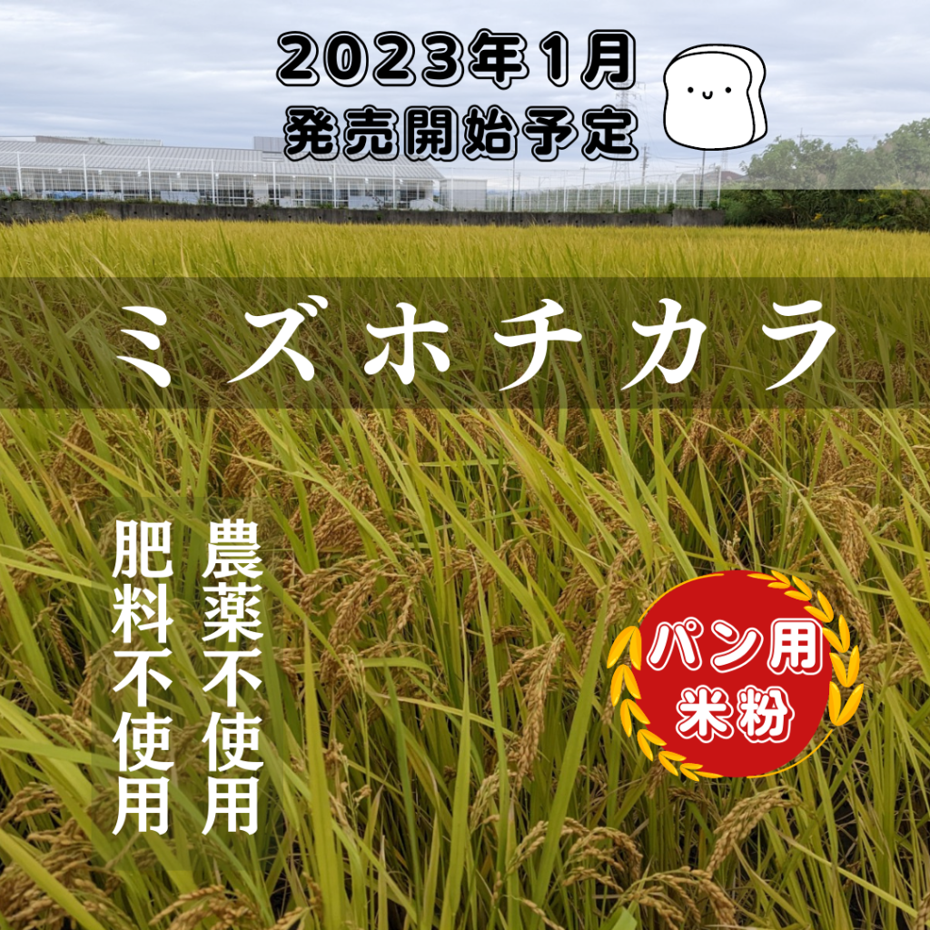 自然栽培 朝日米 20kg小袋×8 R4年 玄米 在来種 農薬不使用 肥料不使用